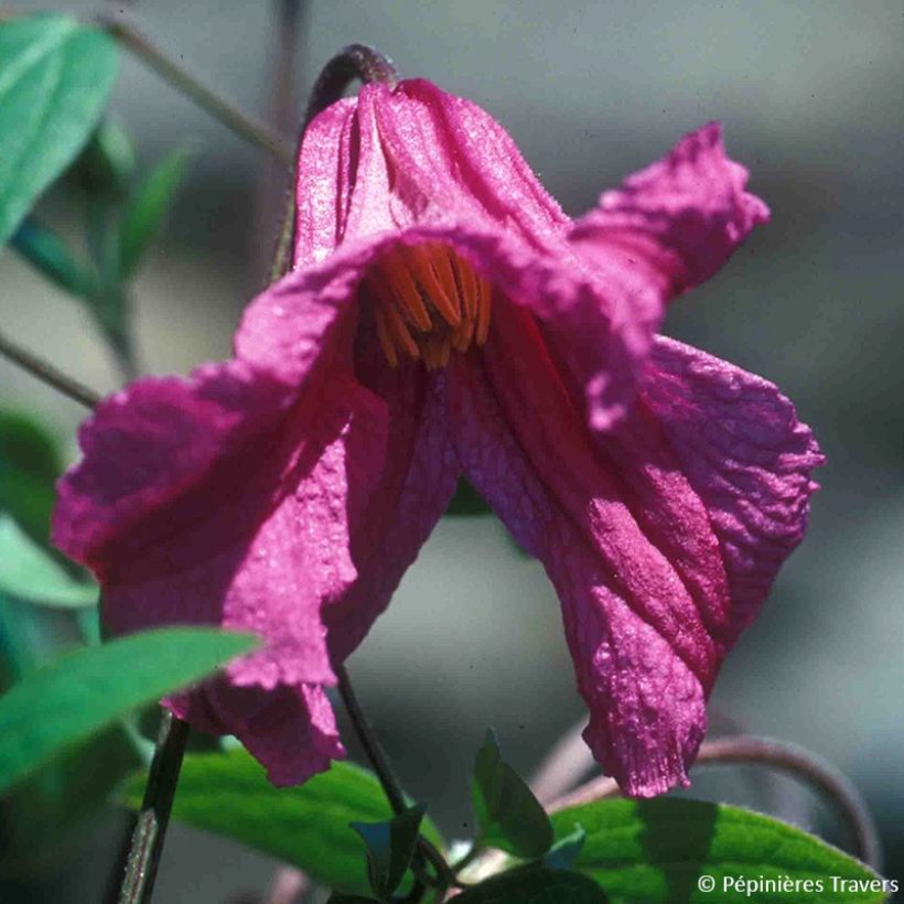 Clematis Savannah - Clematide (Fioritura)