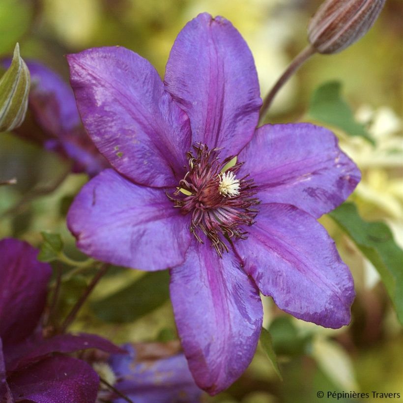 Clematis Versailles - Clematide (Fioritura)