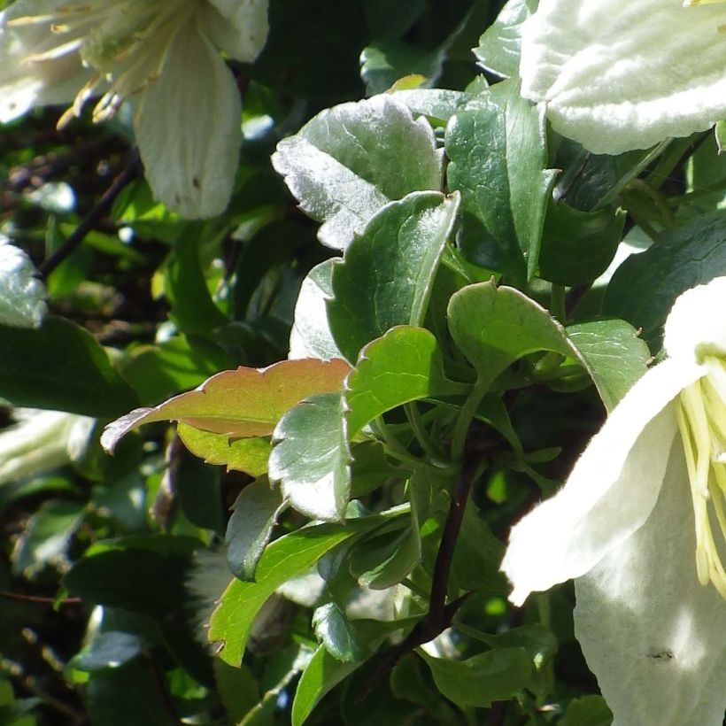 Clematis cirrhosa Wisley Cream (Fogliame)