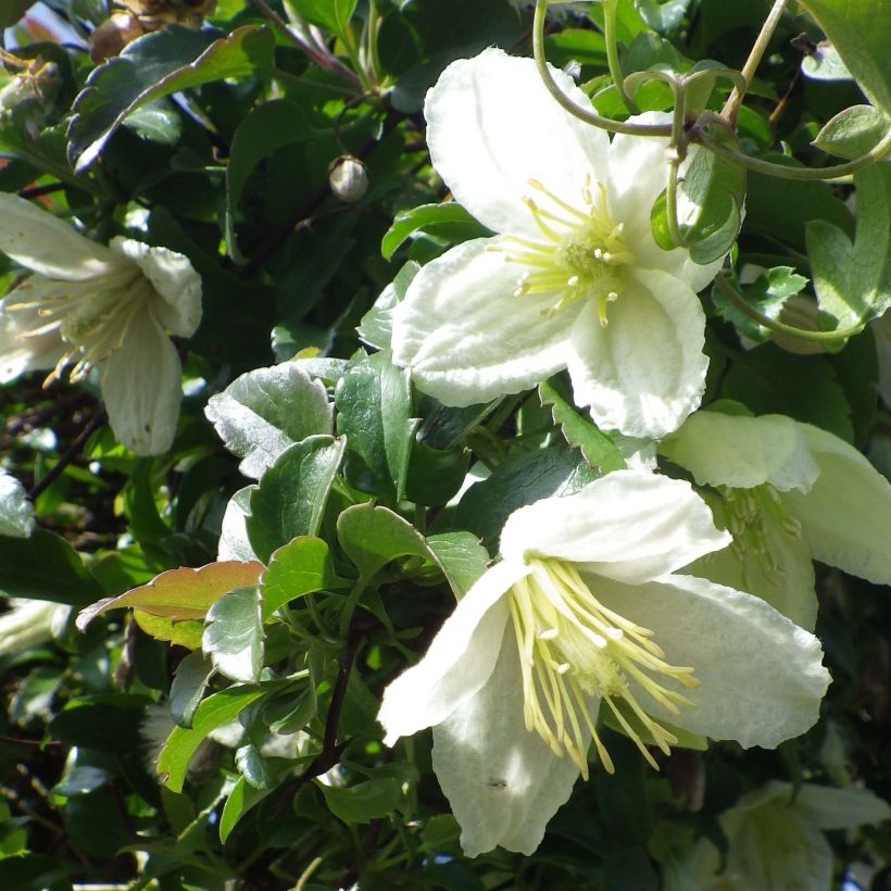 Clematis cirrhosa Wisley Cream (Fioritura)