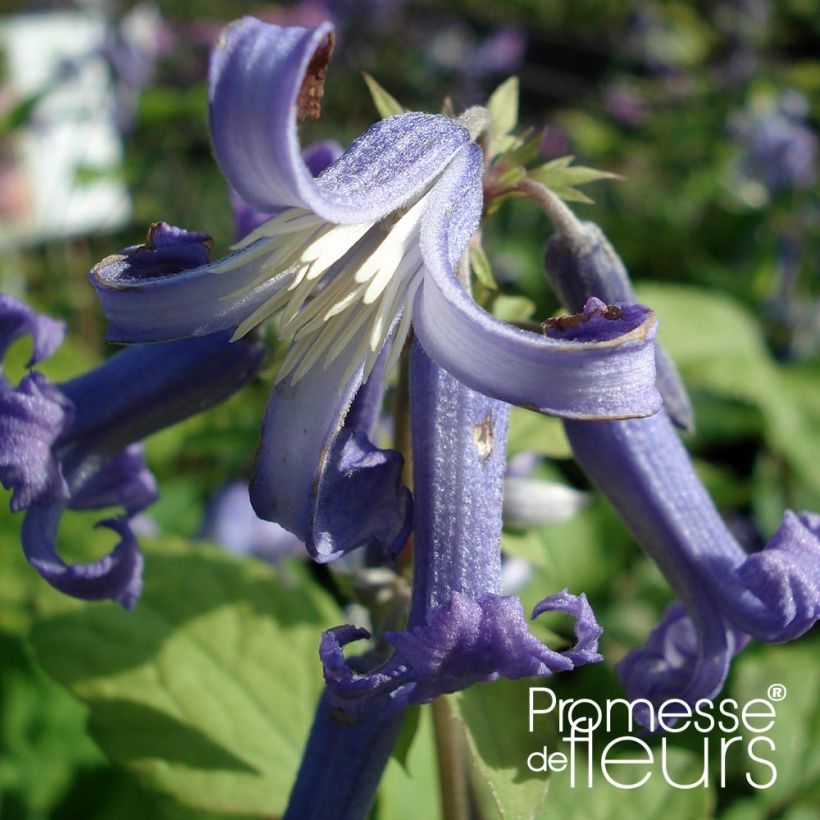 Clematis heracleifolia Côte d'Azur - Clematide (Fioritura)