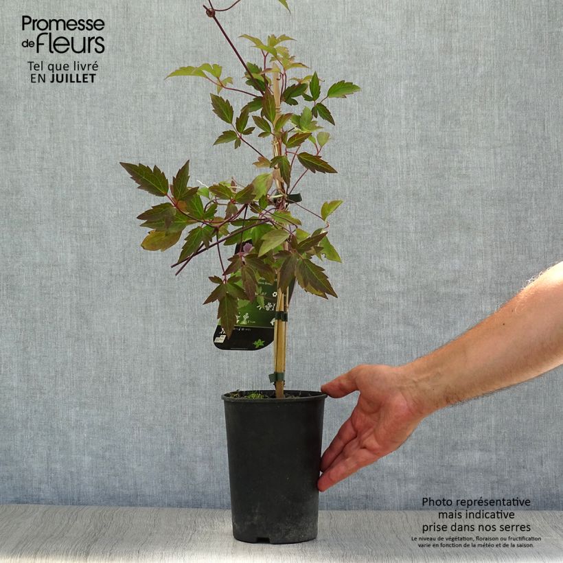 Esemplare di Clematis Pink Perfection - Clematide Vaso da 1,5L/2L consegnato in estate