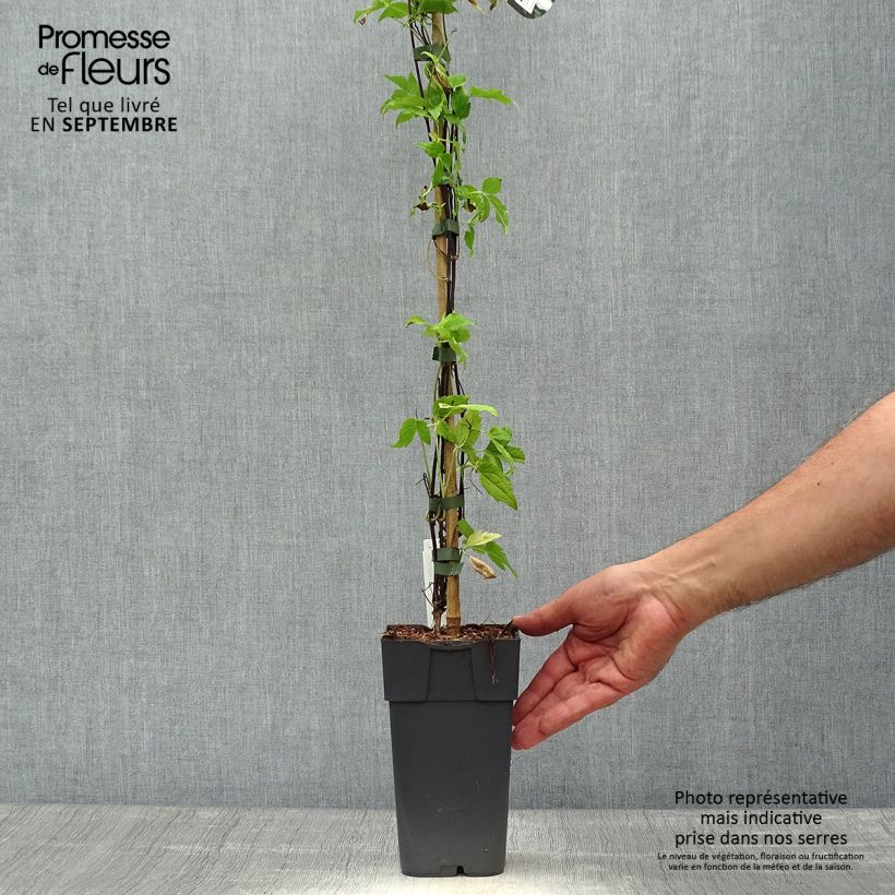 Esemplare di Clematis Beautiful Bride - Clematide Vaso da 2L/3L come consegnato in autunno