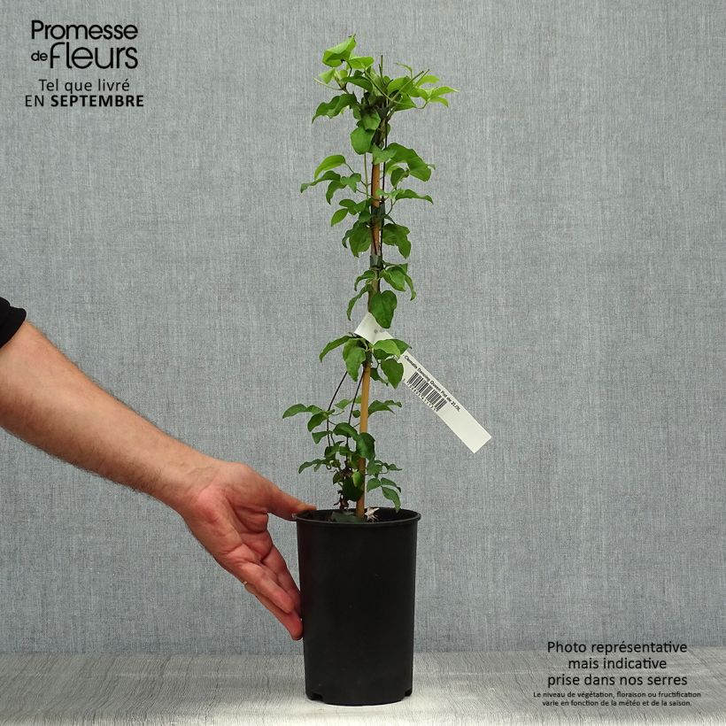 Esemplare di Clematis Dancing Queen - Clematide Vaso da 2L/3L come consegnato in autunno