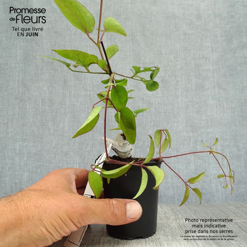 Esemplare di Clematis Blekitny aniol - Clematide Vasetto da 8/9 cm consegnato in estate