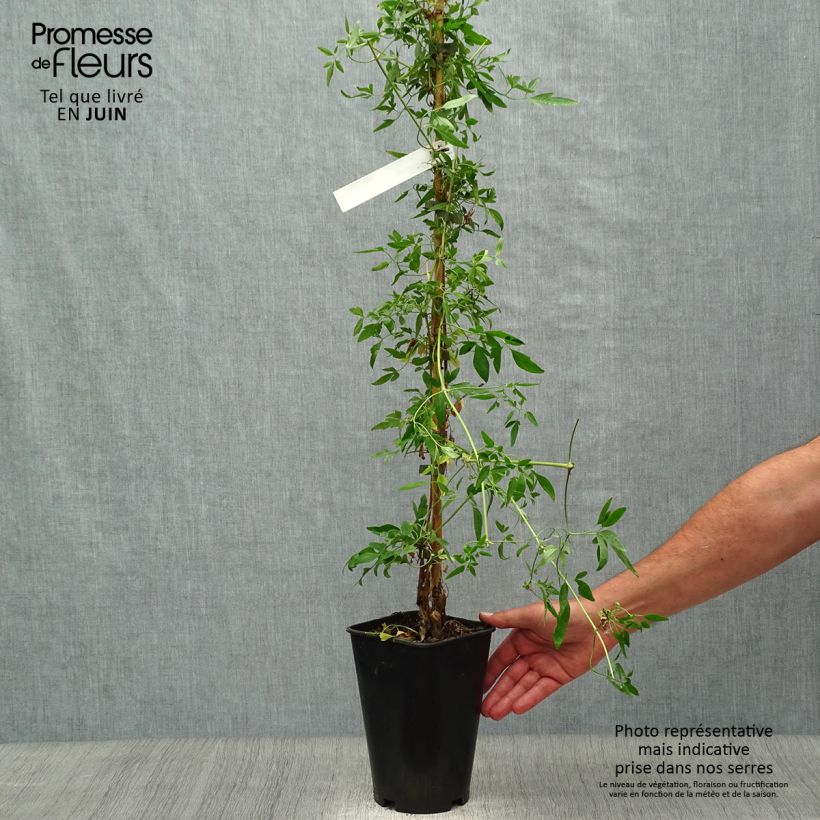 Esemplare di Clematis napaulensis Christmas Surprise - Clematide Vaso da 2L/3L consegnato in estate