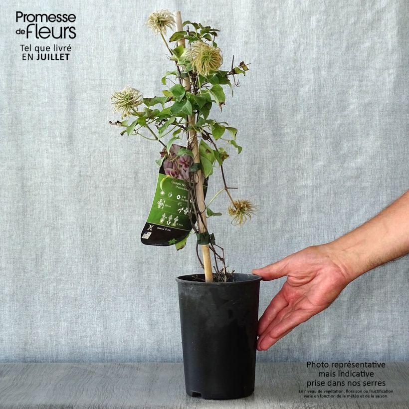Esemplare di Clematis Andromeda - Clematide Vaso da 2L/3L consegnato in estate