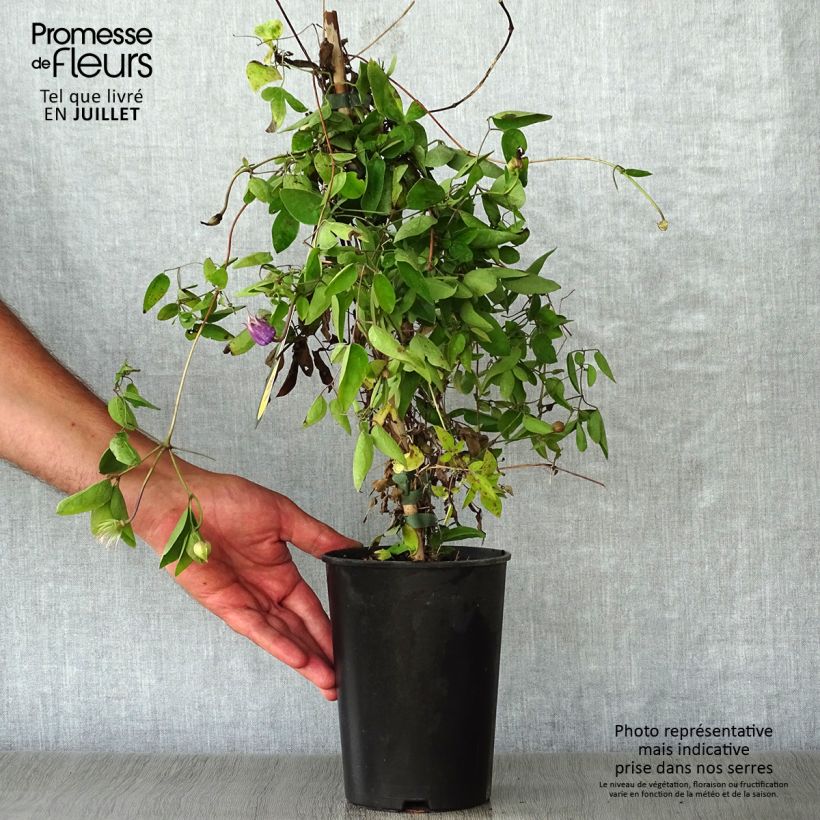 Esemplare di Clematis Annabella - Clematide Vaso da 2L/3L consegnato in estate
