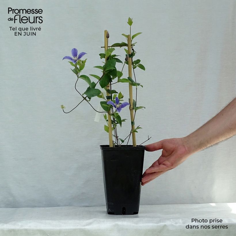 Esemplare di Clematis Arabella - Clematide Vaso da 1,5L/2L consegnato in estate