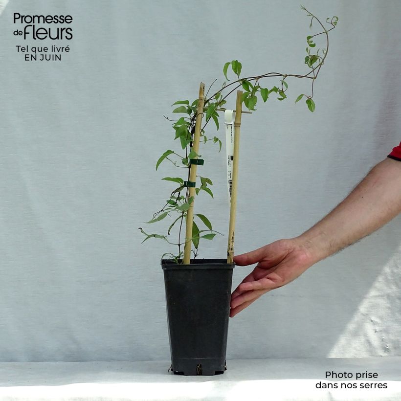 Esemplare di Clematis Asao - Clematide Vaso da 2L/3L consegnato in estate