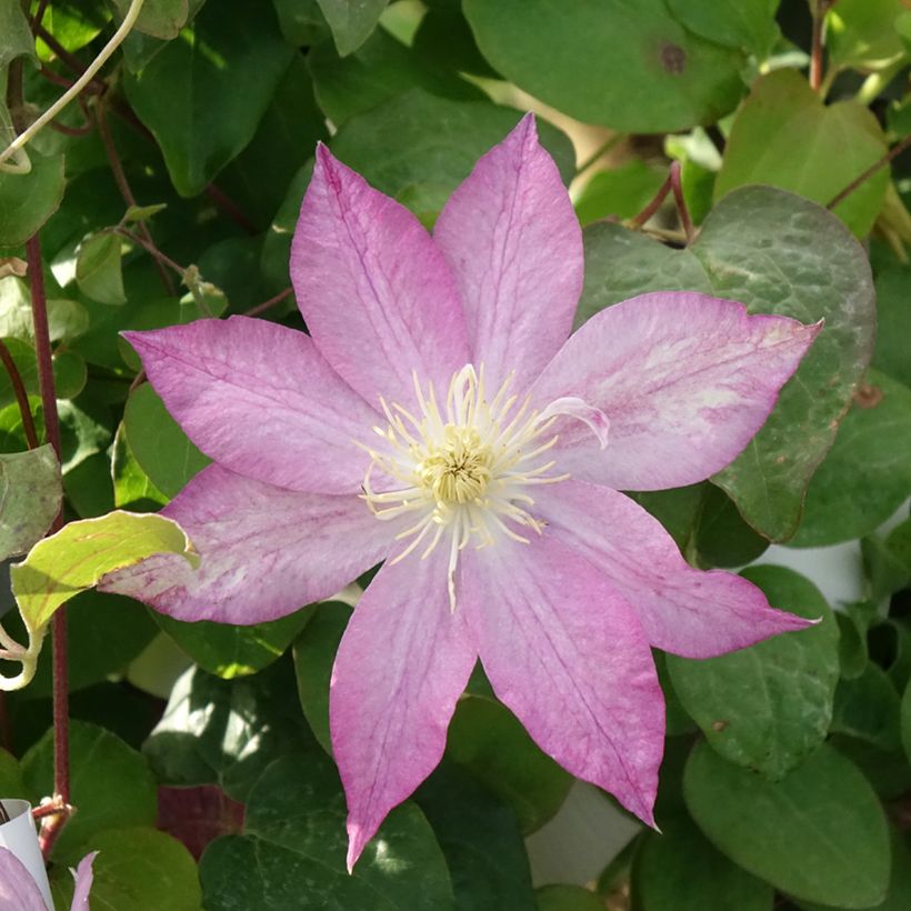 Clematis Asao - Clematide (Fioritura)