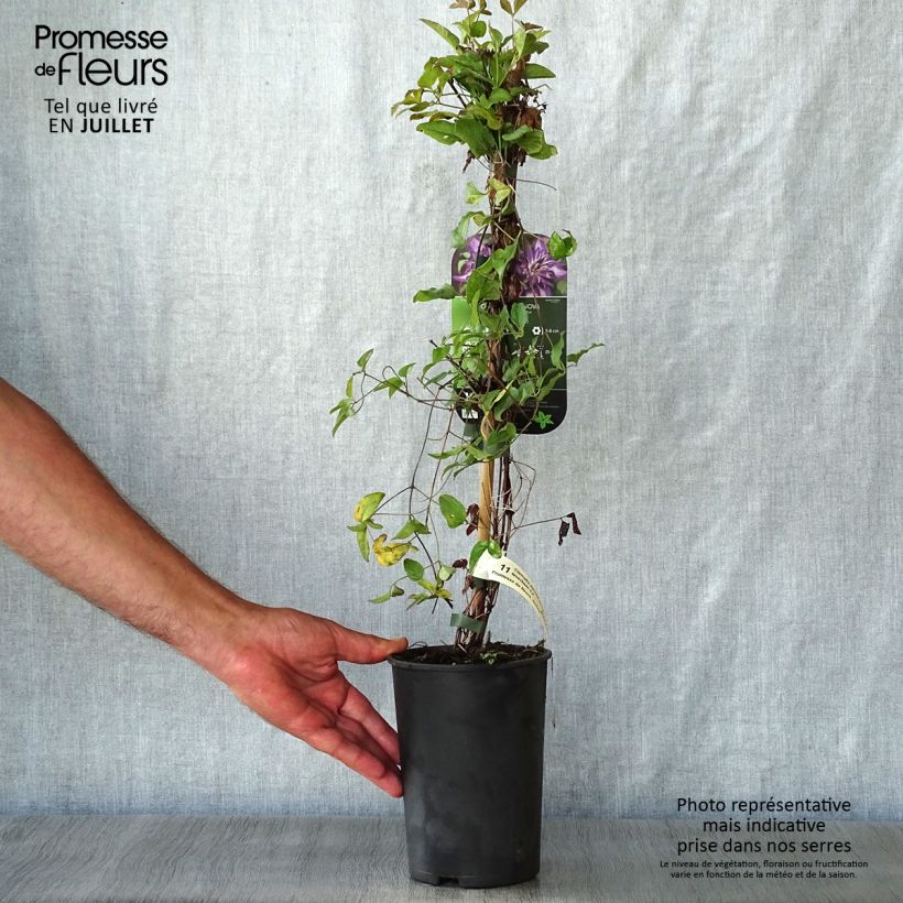 Esemplare di Clematis viticella Astra nova - Clematide Vaso da 2L/3LAltezza consegnata circa 40/50cm consegnato in estate