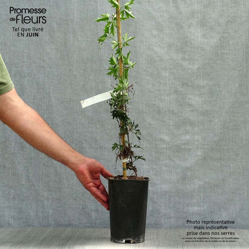 Esemplare di Clematis Avalanche - Clematide Vaso da 2L/3L consegnato in estate