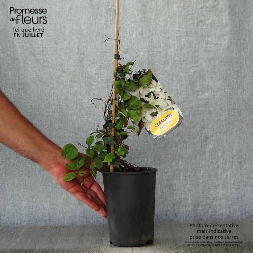 Esemplare di Clematis integrifolia Baby Star - Clematide Vaso da 2L/3L consegnato in estate