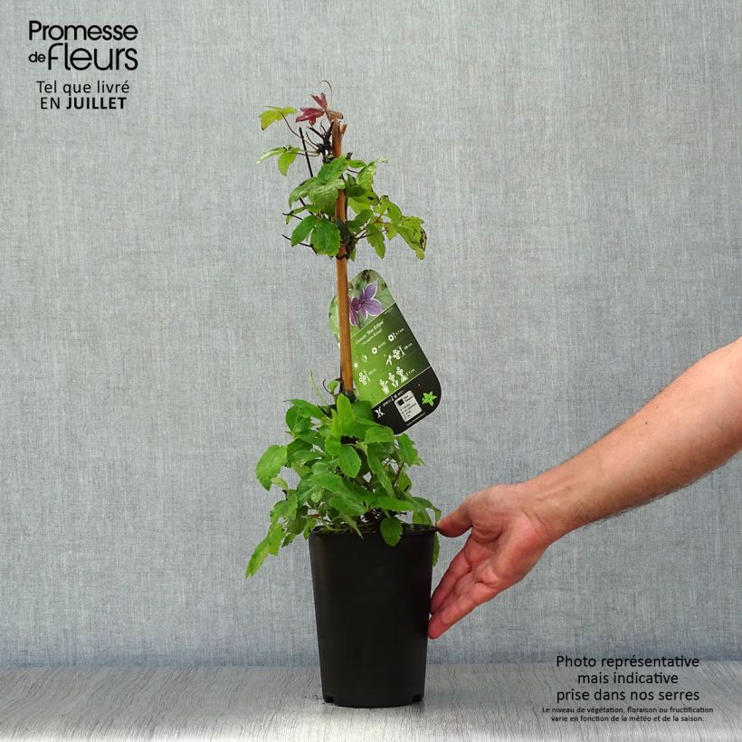 Esemplare di Clematis Blue Eclipse - Clematide Vaso da 2L/3L consegnato in estate