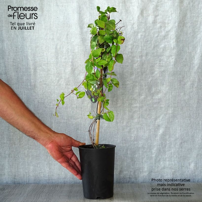 Esemplare di Clematis Blue Light - Clematide Vaso da 1,5L/2L consegnato in estate