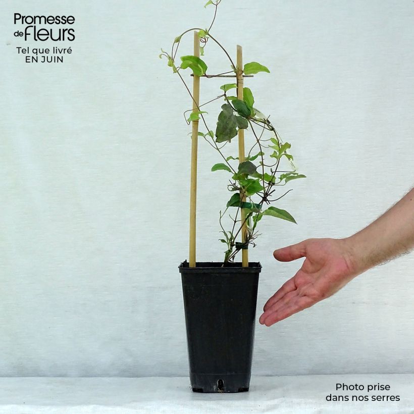 Esemplare di Clematis Carnaby - Clematide Vaso da 1,5L/2L consegnato in estate