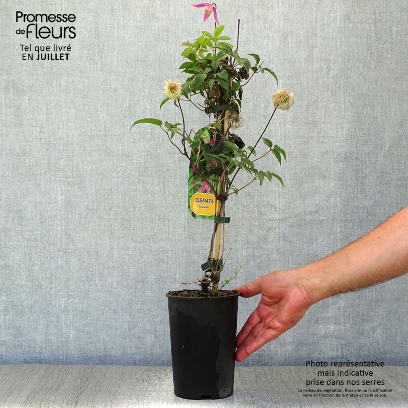 Esemplare di Clematis Columella - Clematide Vaso da 2L/3L consegnato in estate