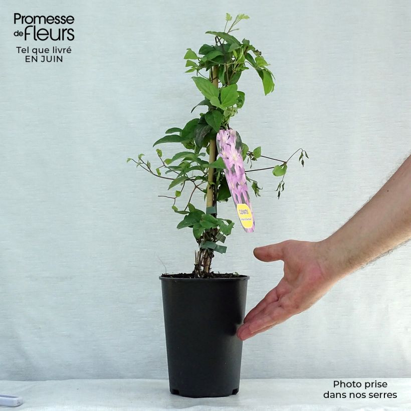 Esemplare di Clematis Comtesse de Bouchaud - Clematide Vaso da 2L/3L consegnato in estate