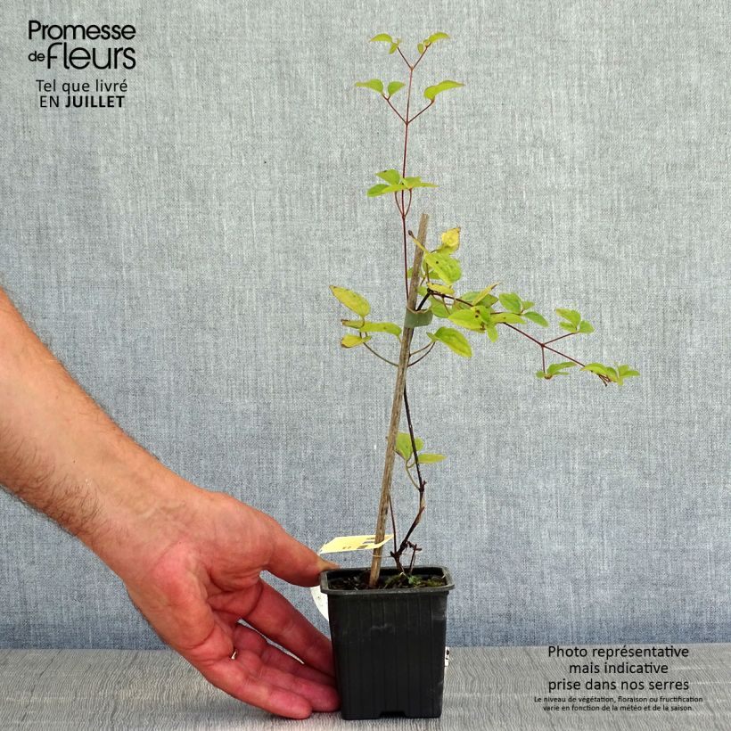 Esemplare di Clematis Comtesse de Bouchaud - Clematide Vasetto da 8/9 cm consegnato in estate