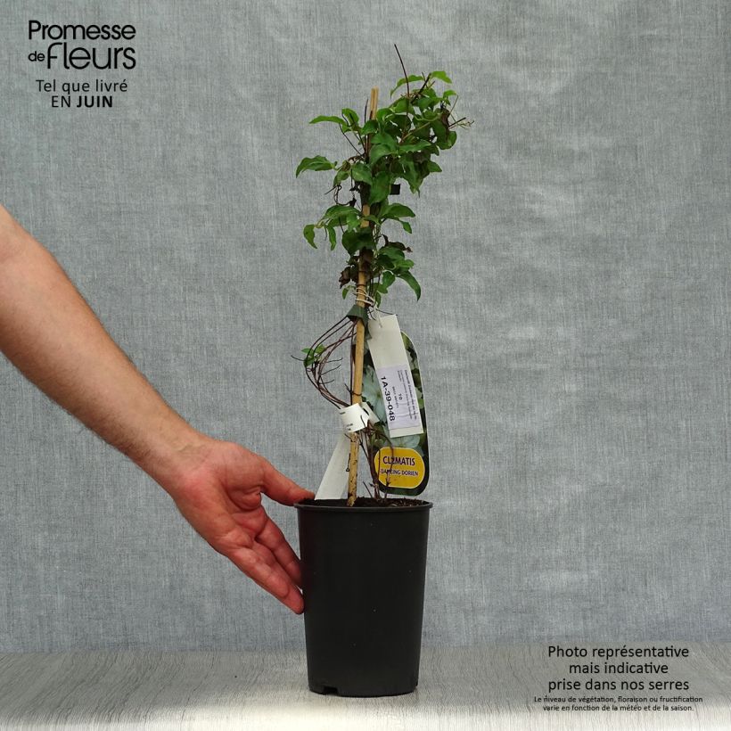 Esemplare di Clematis Dancing Dorien - Clematide Vaso da 2L/3L consegnato in estate
