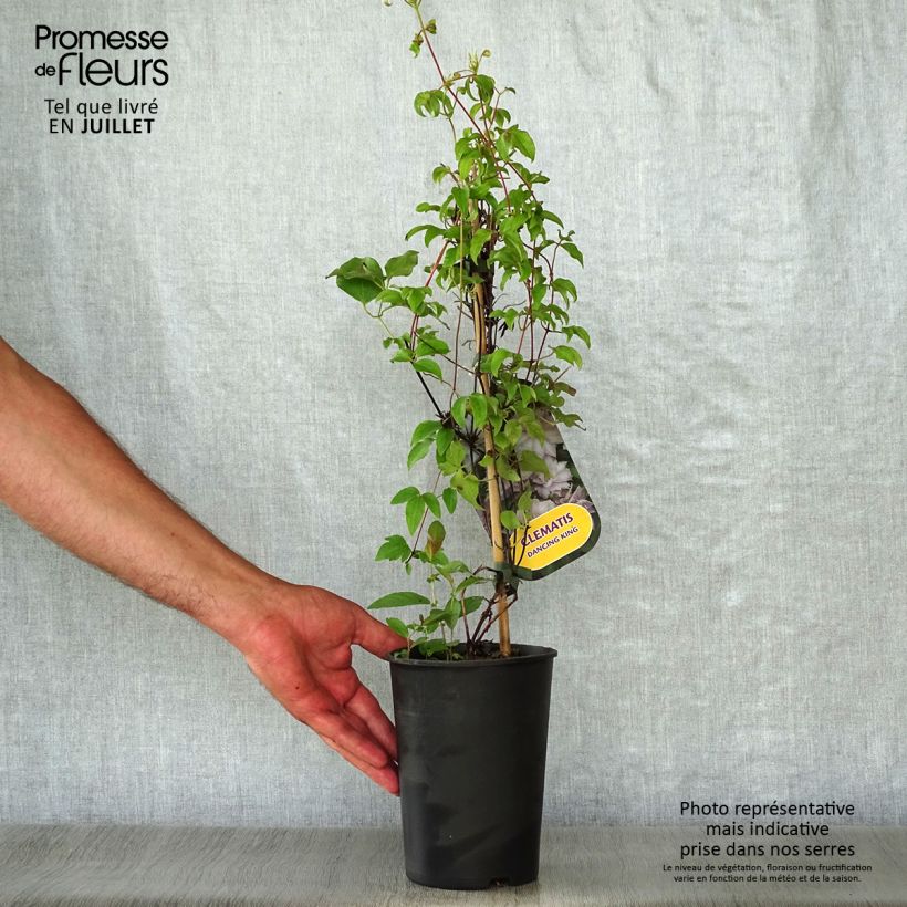 Esemplare di Clematis Dancing King - Clematide Vaso da 2L/3L consegnato in estate