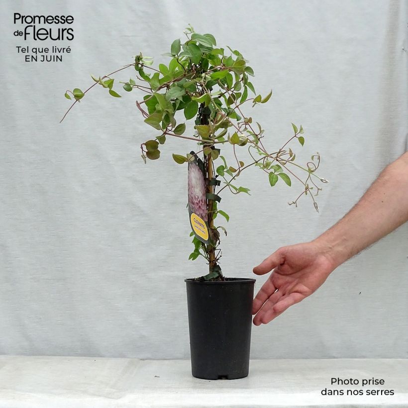 Esemplare di Clematis Dancing Smile - Clematide Vaso da 2L/3L consegnato in estate