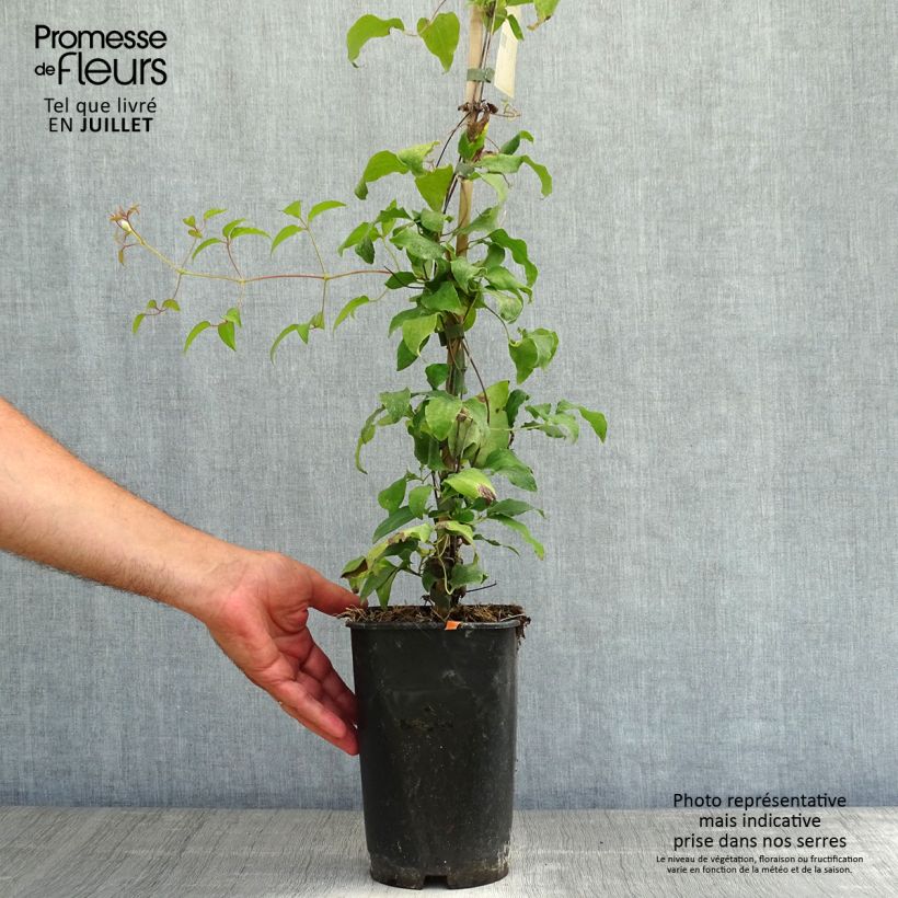 Esemplare di Clematis Diamantina - Clematide Vaso da 2L/3L consegnato in estate