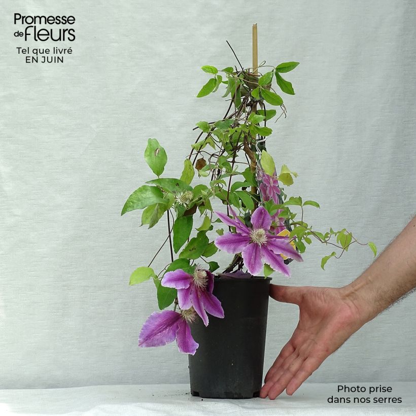 Esemplare di Clematis Docteur Ruppel - Clematide Vaso da 2L/3L consegnato in estate