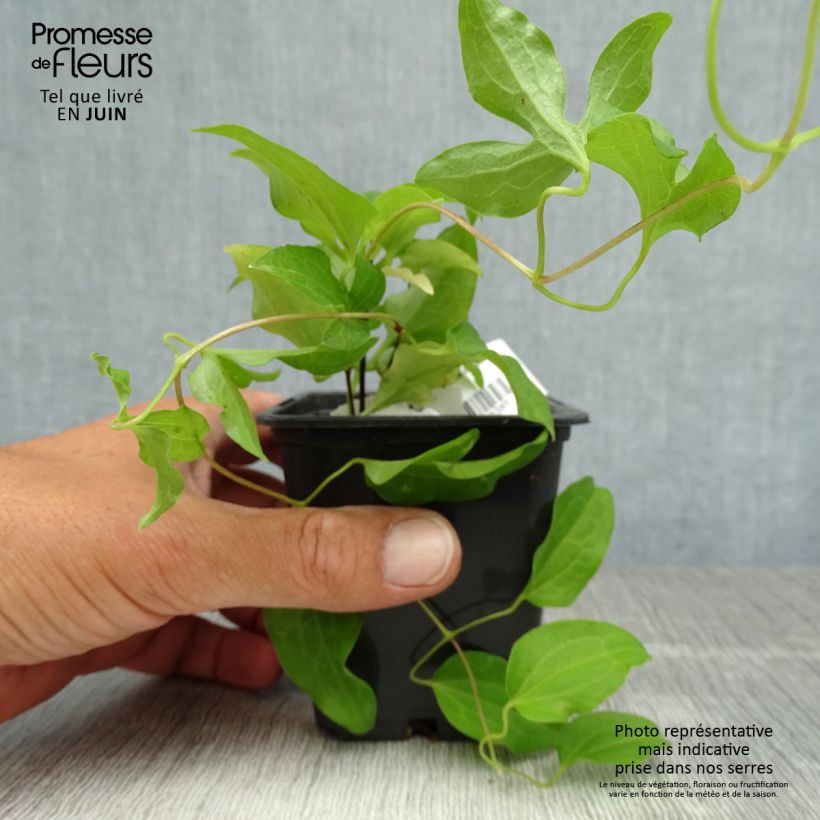 Esemplare di Clematis Docteur Ruppel - Clematide Vasetto da 8/9 cm consegnato in estate