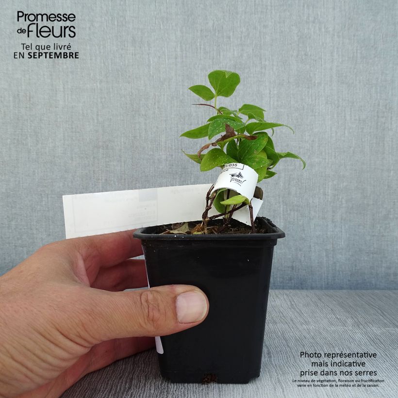 Esemplare di Clematis Duchess of Edinburgh - Clematide Vasetto da 8/9 cm consegnato in estate