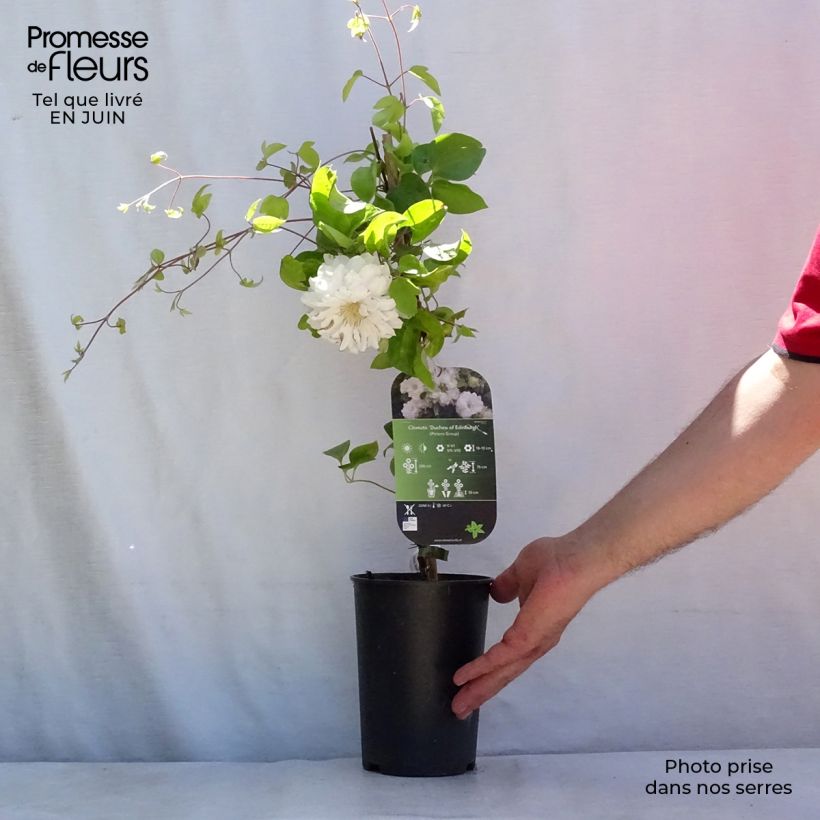 Esemplare di Clematis Duchess of Edinburgh - Clematide Vaso da 2L/3L consegnato in estate