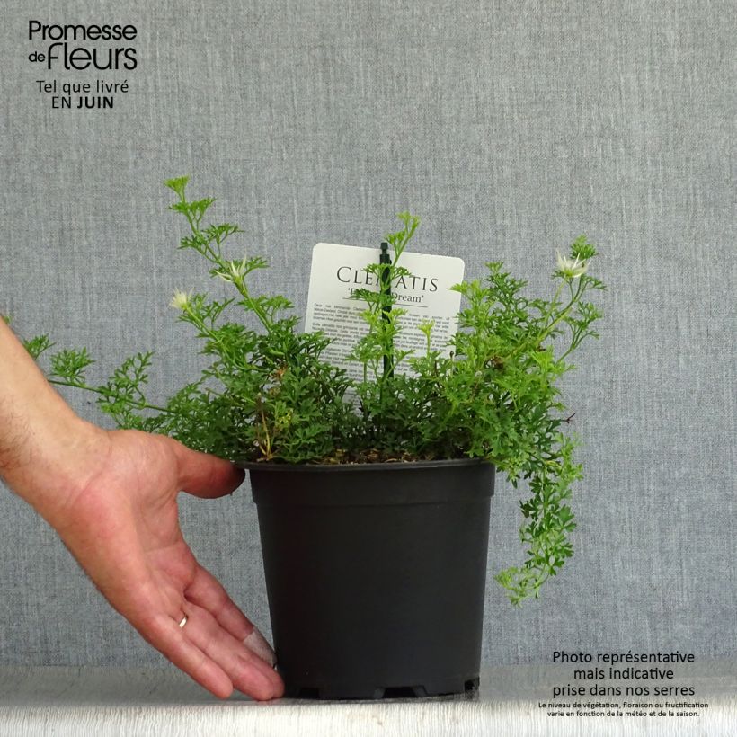 Esemplare di Clematis Emerald Dream - Clematide Vaso da 1L/1,5L consegnato in estate