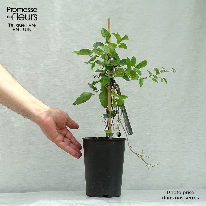 Esemplare di Clematis viticella Ernest Marckham - Clematide Vaso da 2L/3L consegnato in estate