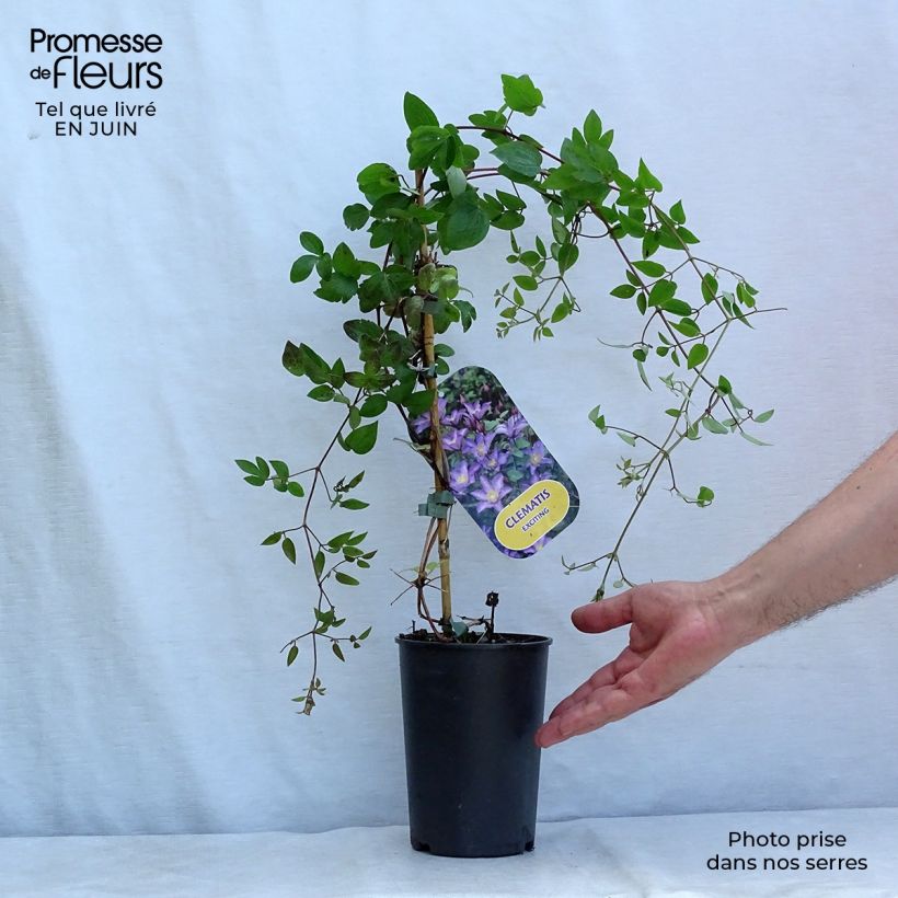 Esemplare di Clematis Exciting - Clematide Vaso da 2L/3L consegnato in estate