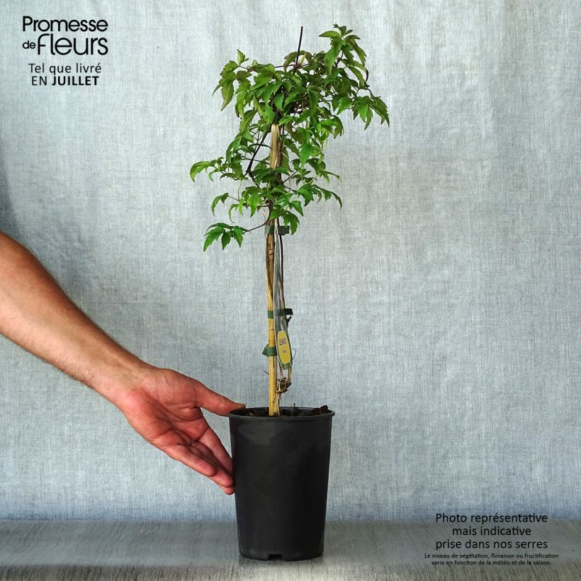 Esemplare di Clematis Eximia - Clematide Vaso da 2L/3L consegnato in estate
