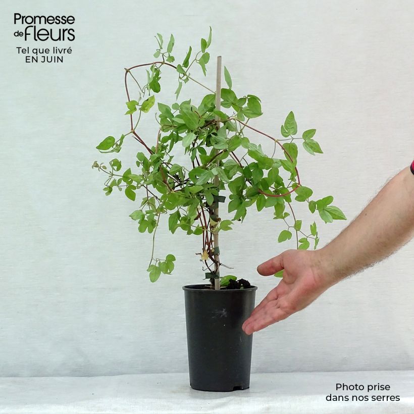Esemplare di Clematis jackmanii Forever Friends - Clematide Vaso da 2L/3L consegnato in estate