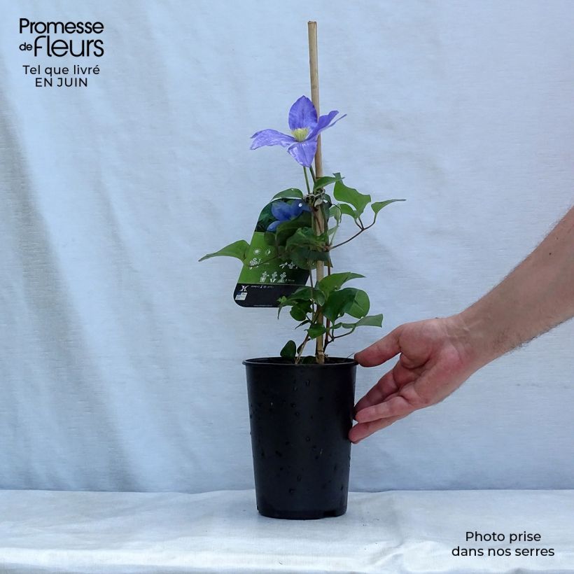 Esemplare di Clematis Fuji Musume - Clematide Vaso da 2L/3L consegnato in estate