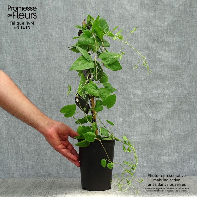 Esemplare di Clematis Général Sikorski - Clematide Vaso da 2L/3L consegnato in estate