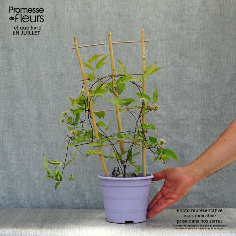 Esemplare di Clematis Guiding Promise - Clematide Vaso da 2L/3L consegnato in estate