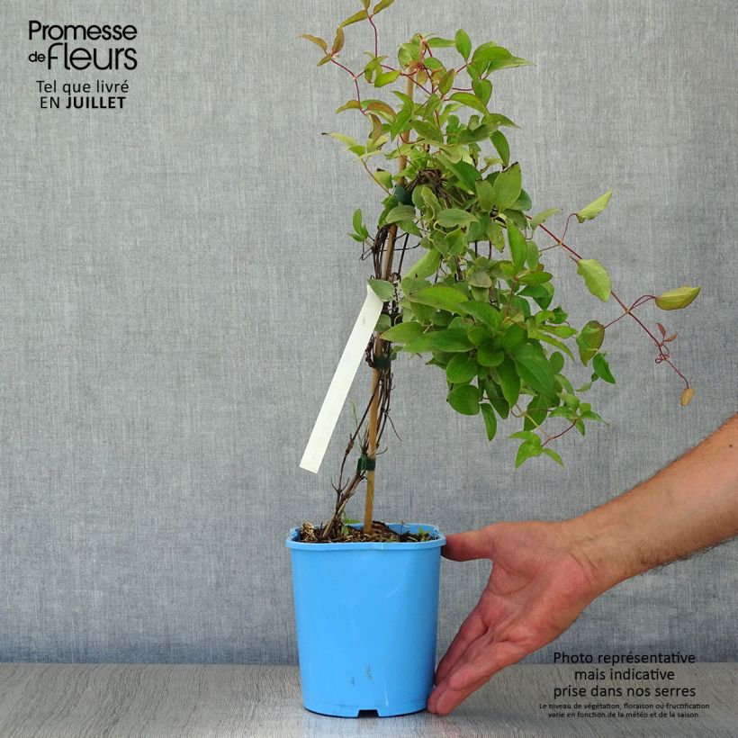 Esemplare di Clematis H. F. Young - Clematide Vaso da 1,5L/2L consegnato in estate