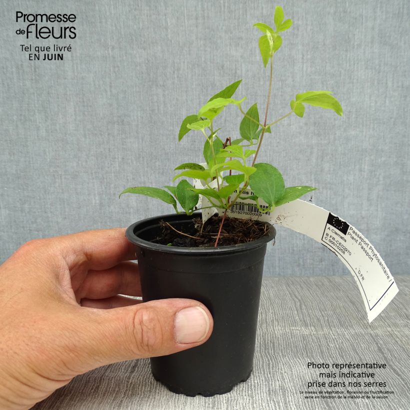 Esemplare di Clematis Hagley hybride - Clematide Vasetto da 8/9 cm consegnato in estate