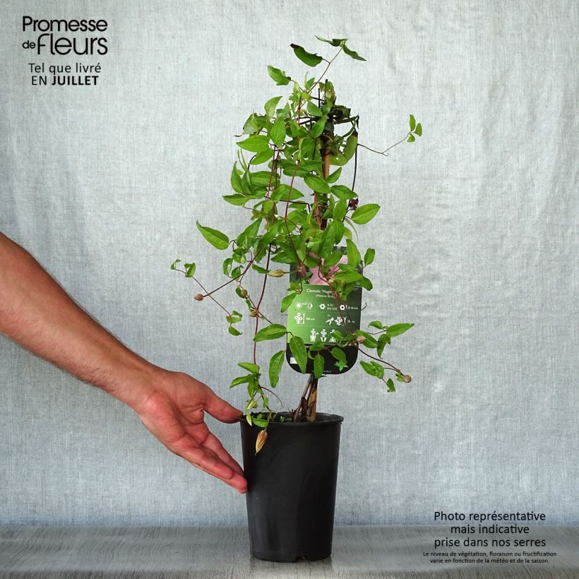 Esemplare di Clematis Hagley hybride - Clematide Vaso da 2L/3L consegnato in estate