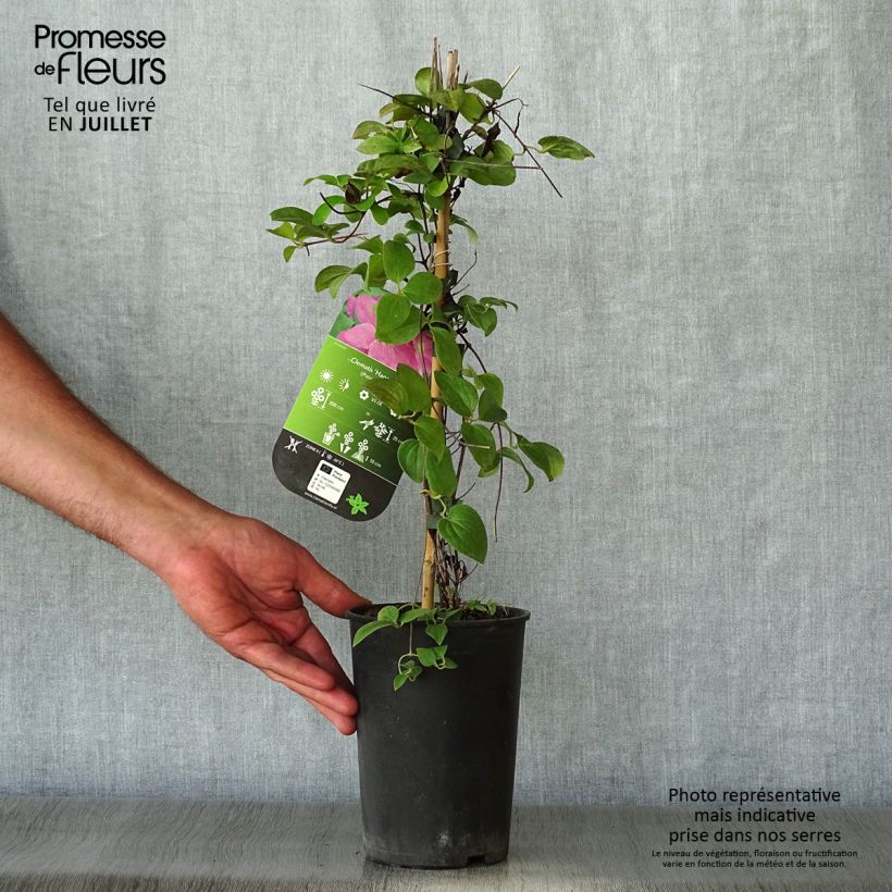 Esemplare di Clematis Hanagurama - Clematide Vaso da 2L/3L consegnato in estate