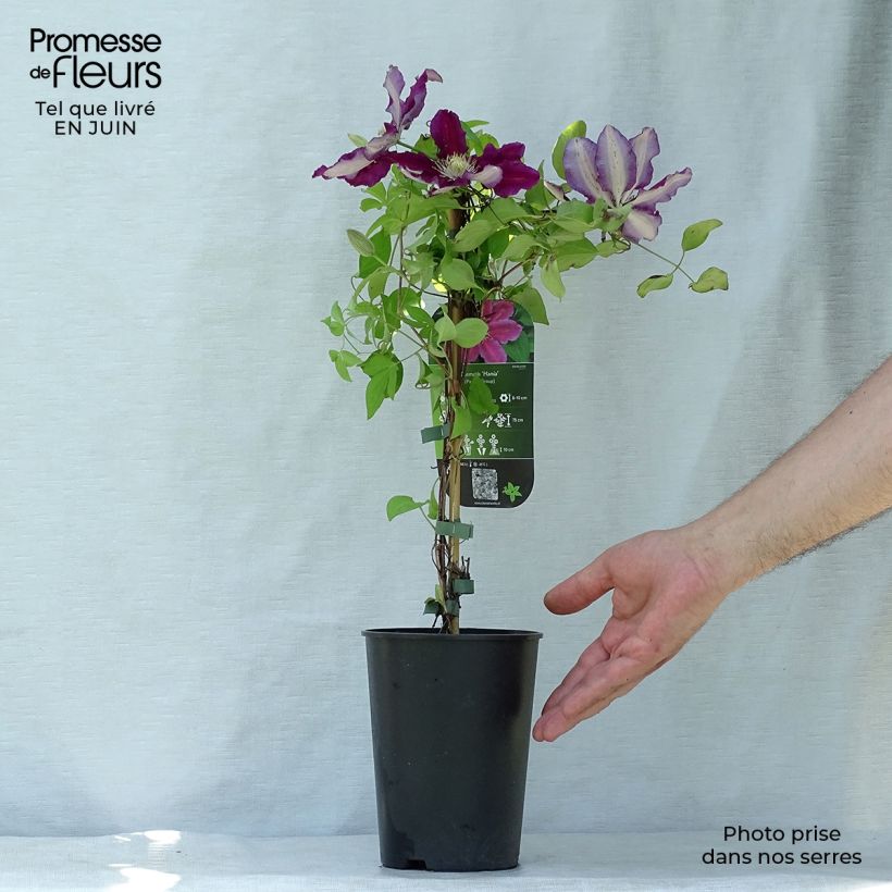 Esemplare di Clematis Hania - Clematide Vaso da 2L/3L consegnato in estate
