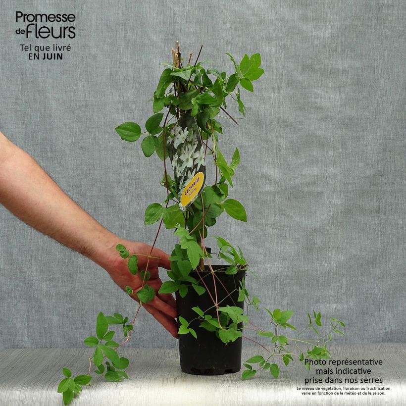 Esemplare di Clematis Huldine - Clematide Vaso da 2L/3L consegnato in estate