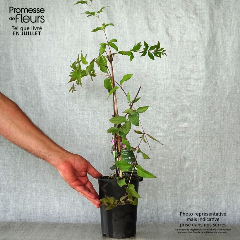 Esemplare di Clematis Jan Fopma - Clematide Vaso da 2L/3L consegnato in estate