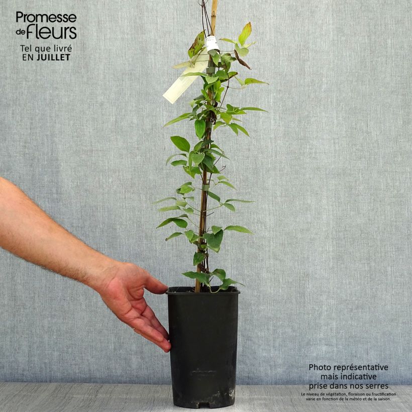 Esemplare di Clematis Joséphine - Clematide Vaso da 2L/3L consegnato in estate