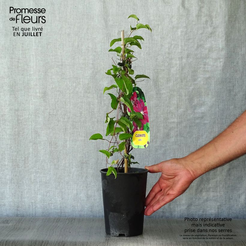 Esemplare di Clematis Julka - Clematide Vaso da 1,5L/2L consegnato in estate