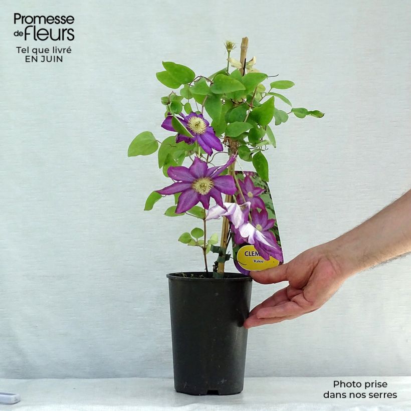Esemplare di Clematis Kakio - Clematide Vaso da 2L/3L consegnato in estate